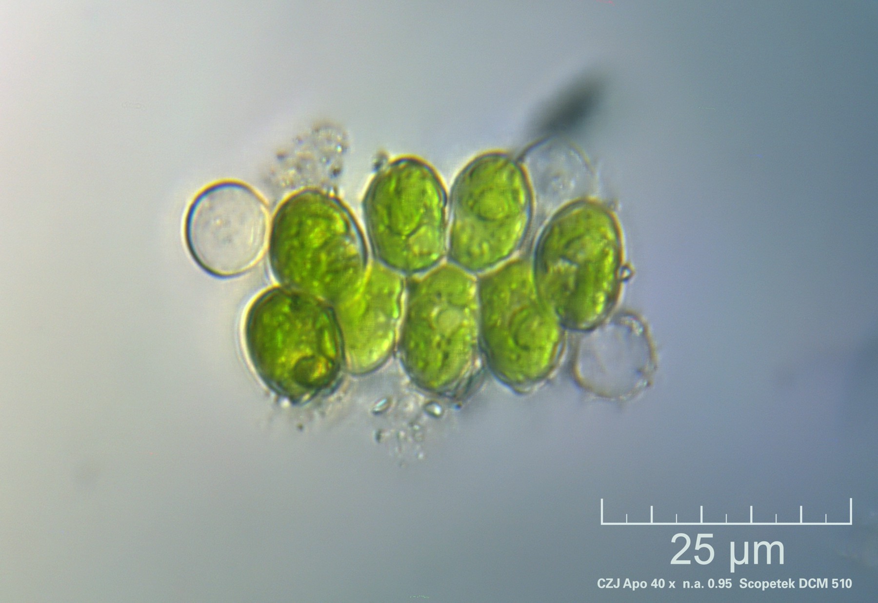 Scenedesmus